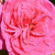 Roza - Grandiflora - floribunda vrtnice - Sidney Peabody